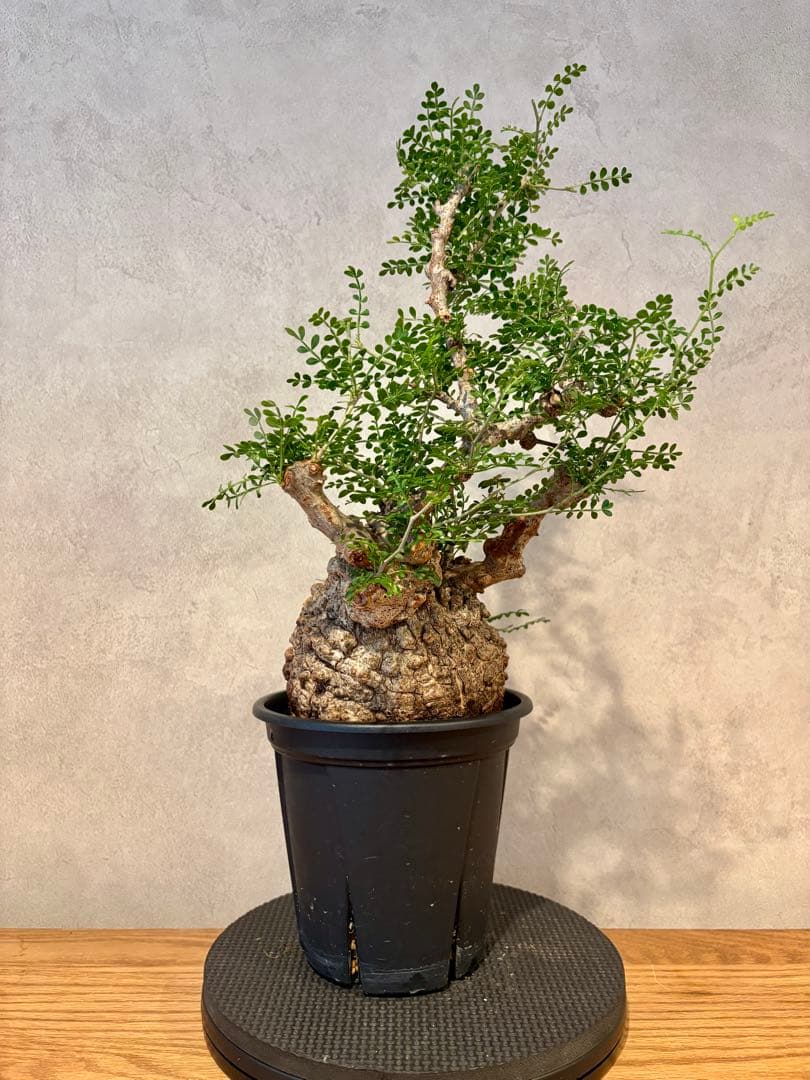 【まんまるパキプス】発根済み　オペルクリカリア　パキプス