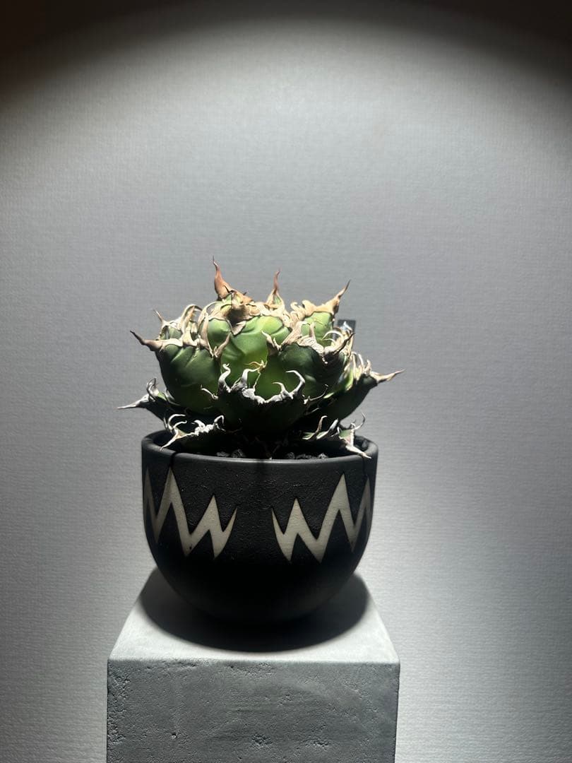 アガベ　チタノタ　シーザー　lize産　親株