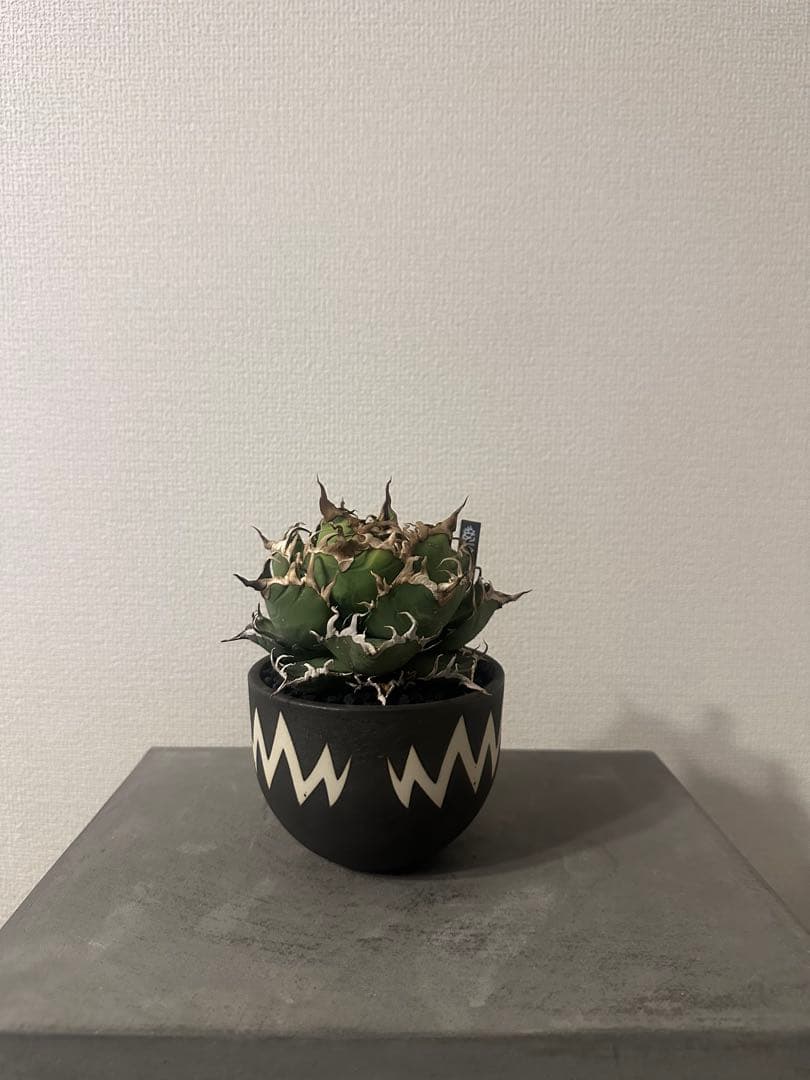 アガベ　チタノタ　シーザー　lize産　親株