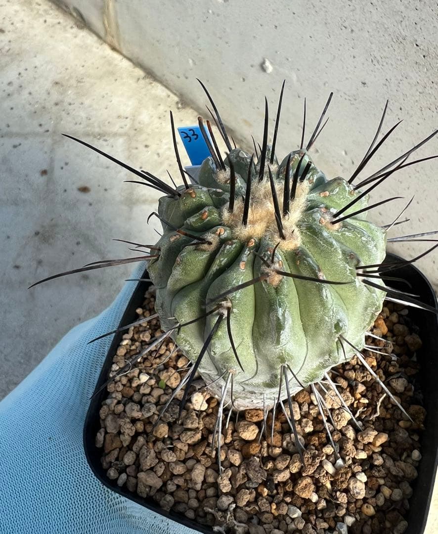 コピアポア　デアルバータ　黒士冠