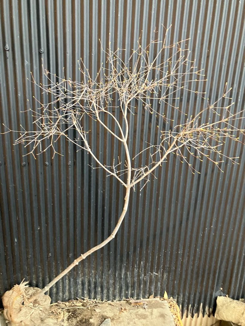 山採り　ドウダンツツジ