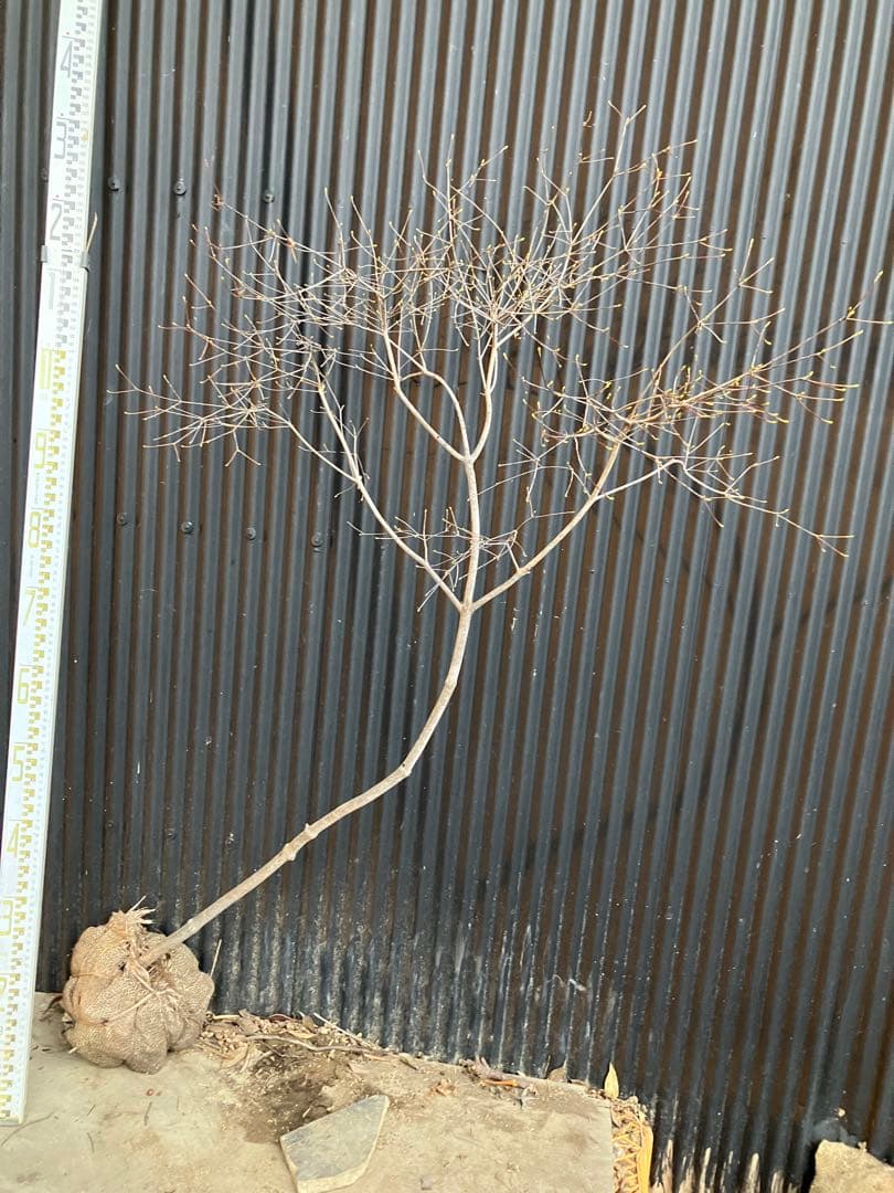 山採り　ドウダンツツジ