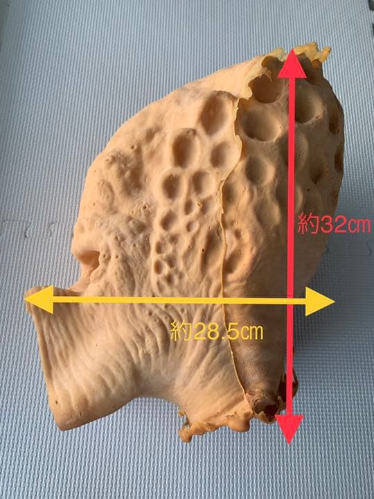 プレデター　1/1ヘッド　プロップレプリカ