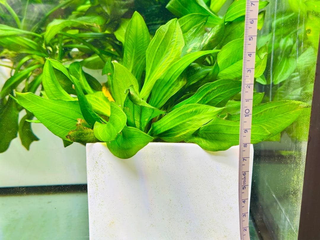 エキノドルス sp サターン　大株　3株まとめ　色鮮やかなグリーン