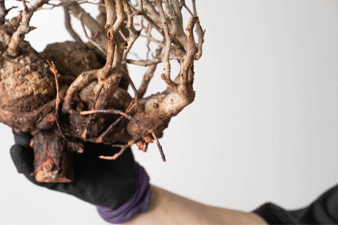 DP82　オペルクリカリア パキプス ベアルート株