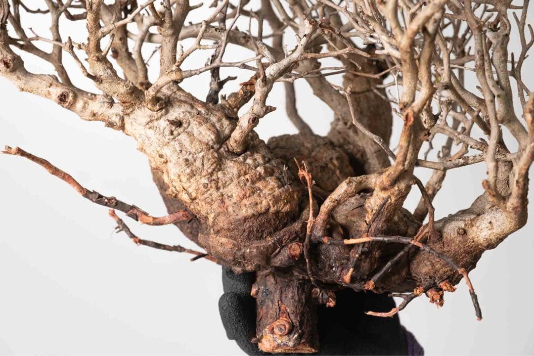 DP82　オペルクリカリア パキプス ベアルート株