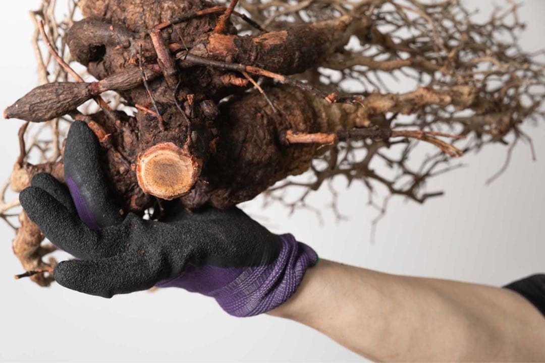 DP82　オペルクリカリア パキプス ベアルート株