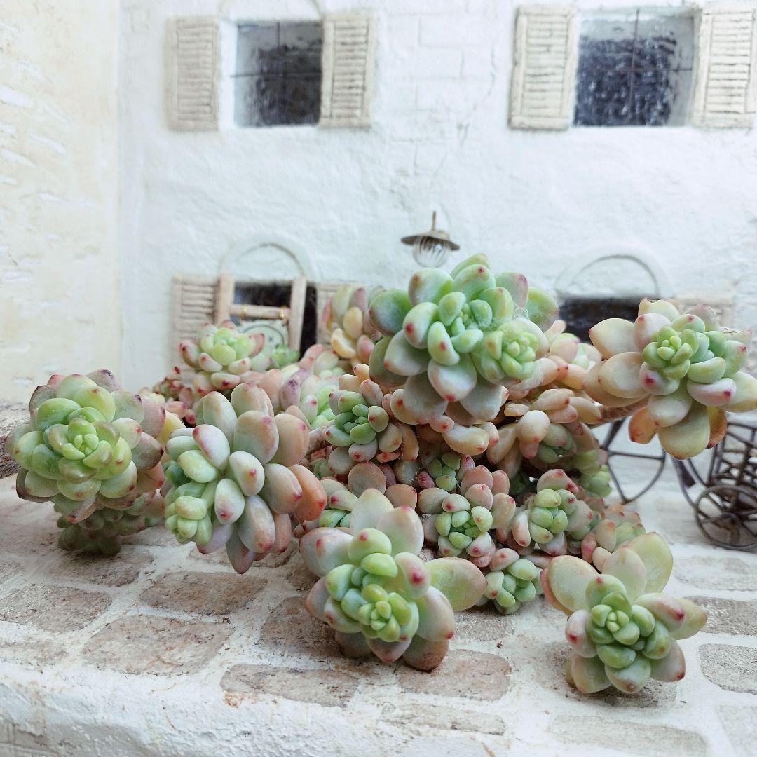 クラバツム(大群生)◎多肉植物 カット苗 韓国苗 エケベリア等