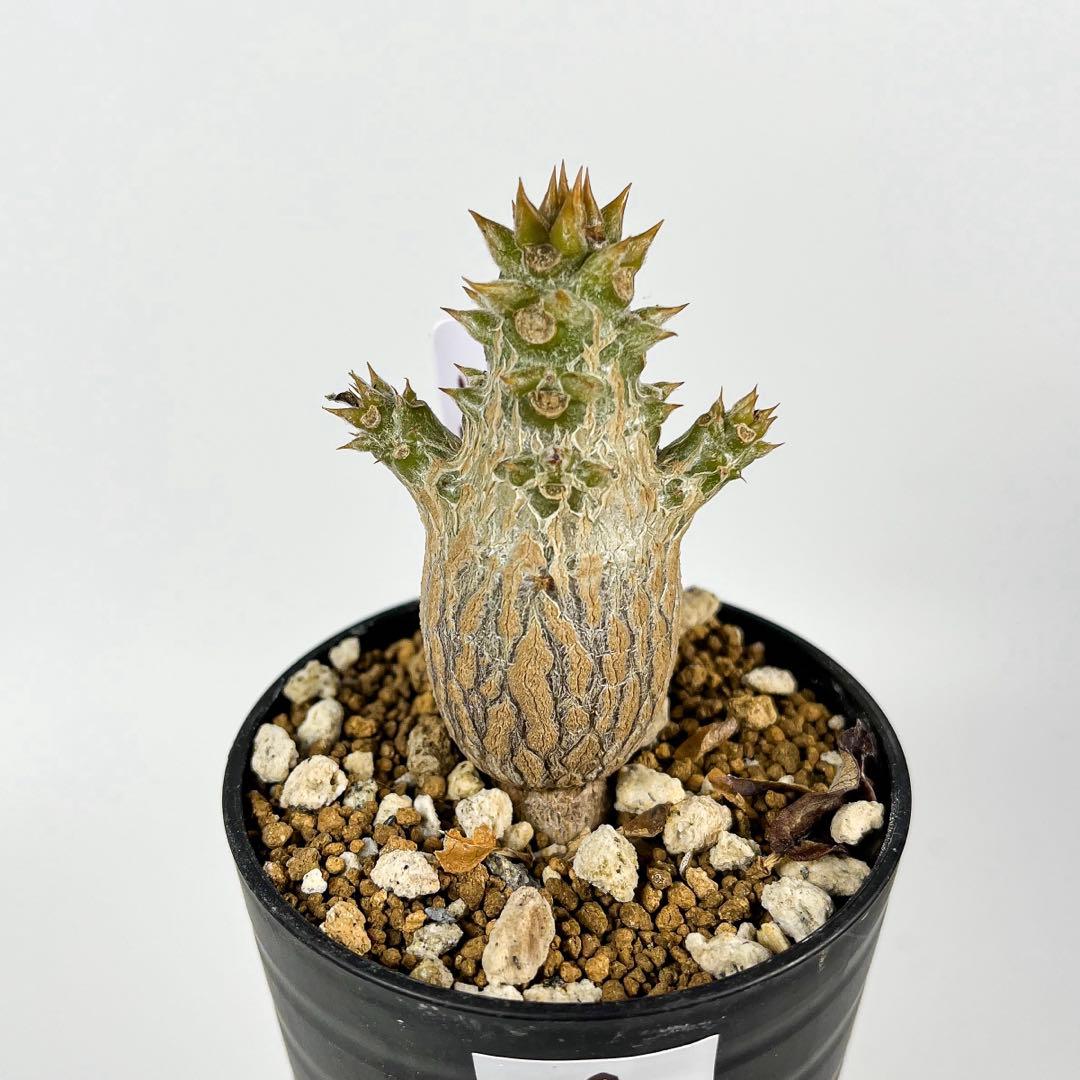 パキポディウム・ウィンゾリー 実生9