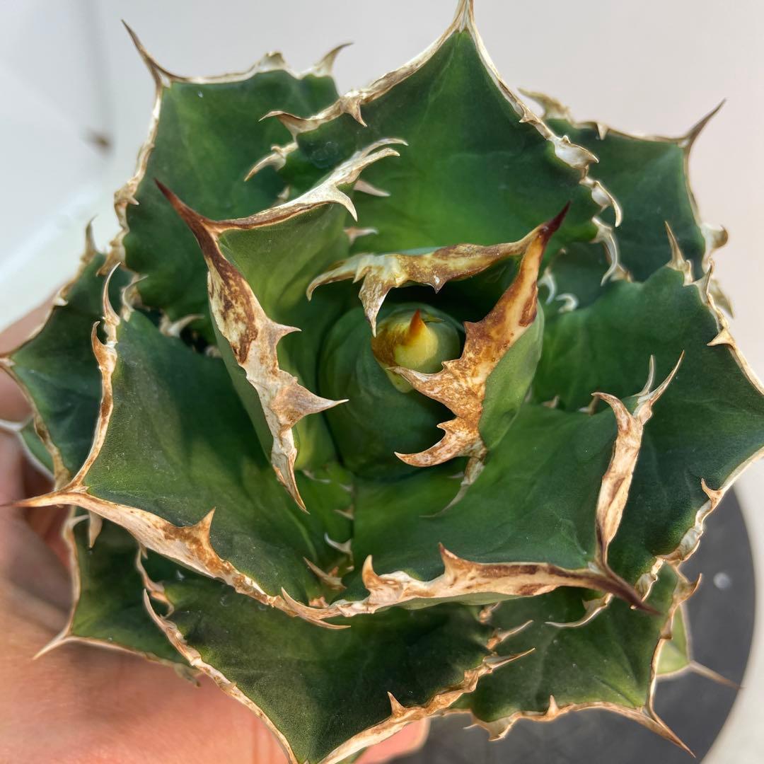 アガベ　オアハカ　オテロイ　子株出品　 big spine