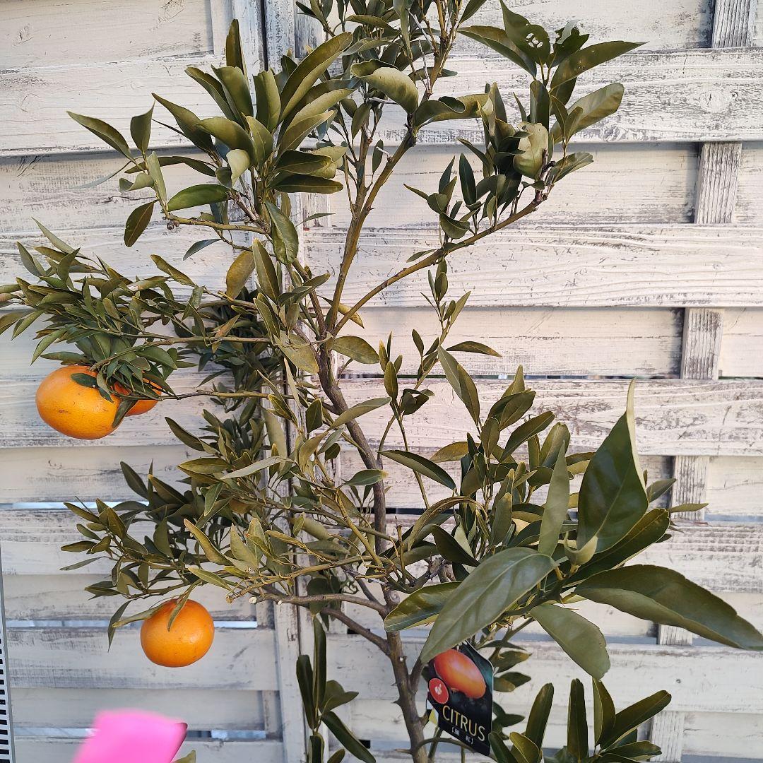 ド*ト様 麗紅 れいこう 5年生 苗木 登録品種 実つき！