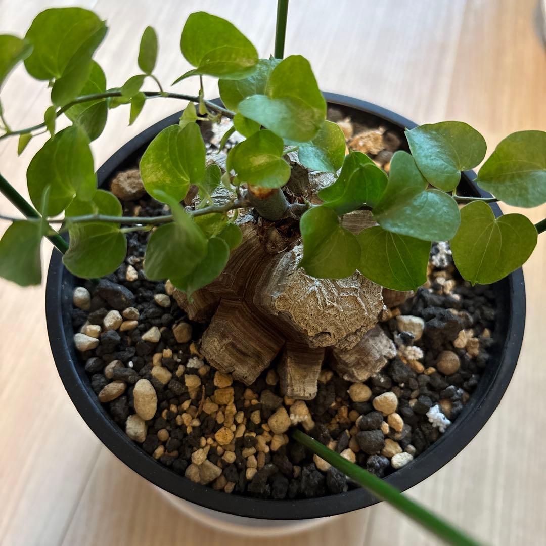 アフリカ亀甲竜　ディオスコレア　エレファンティペス