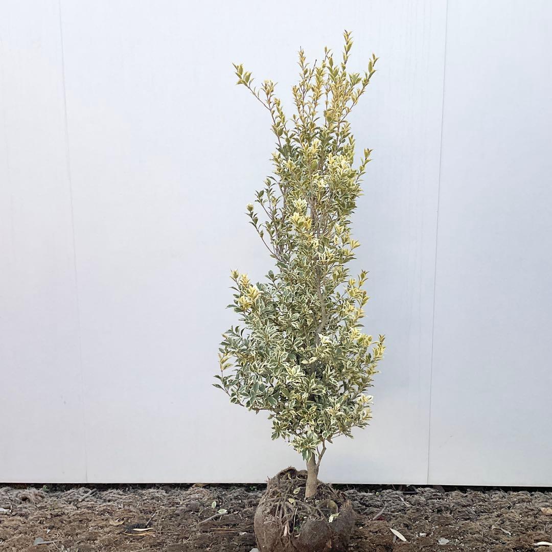 斑入りヒイラギ/ 1029