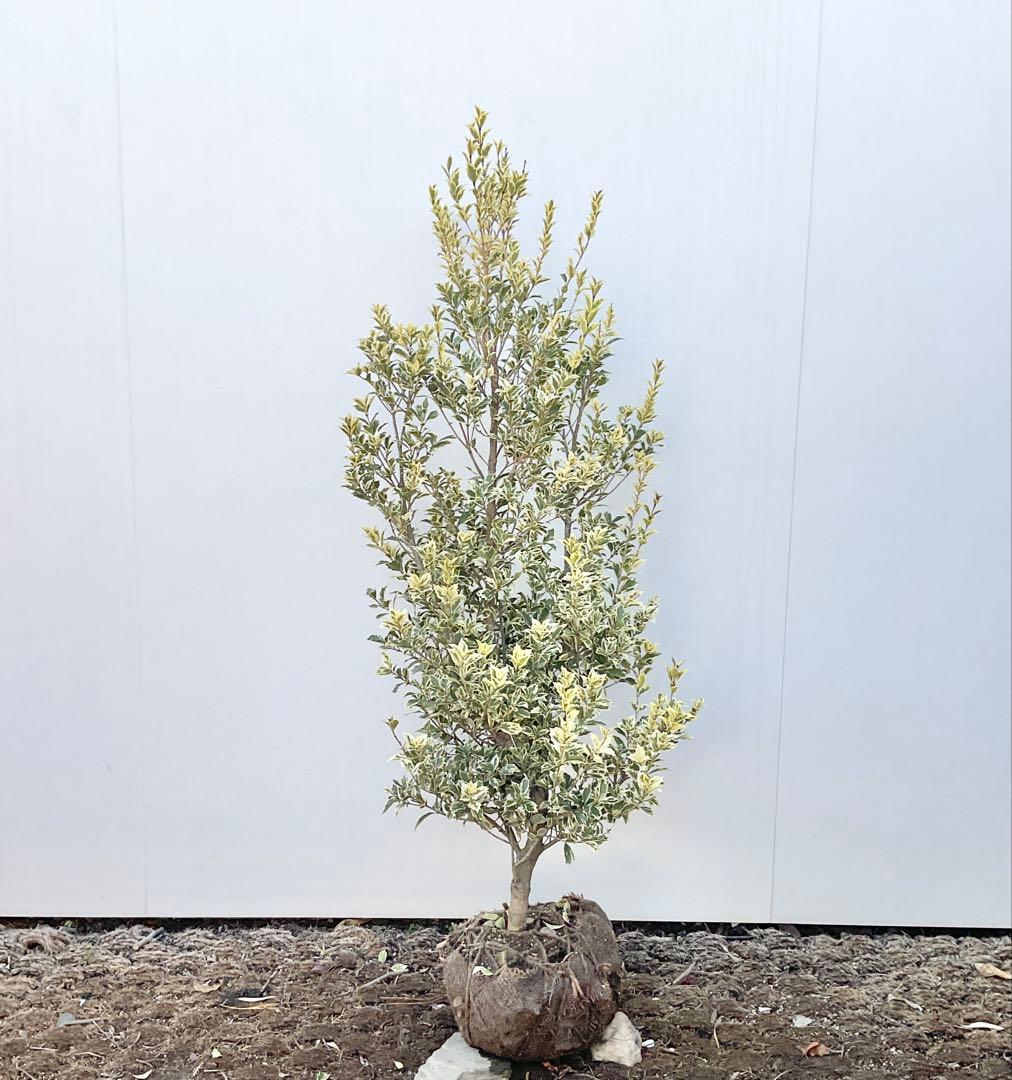 斑入りヒイラギ/ 1029