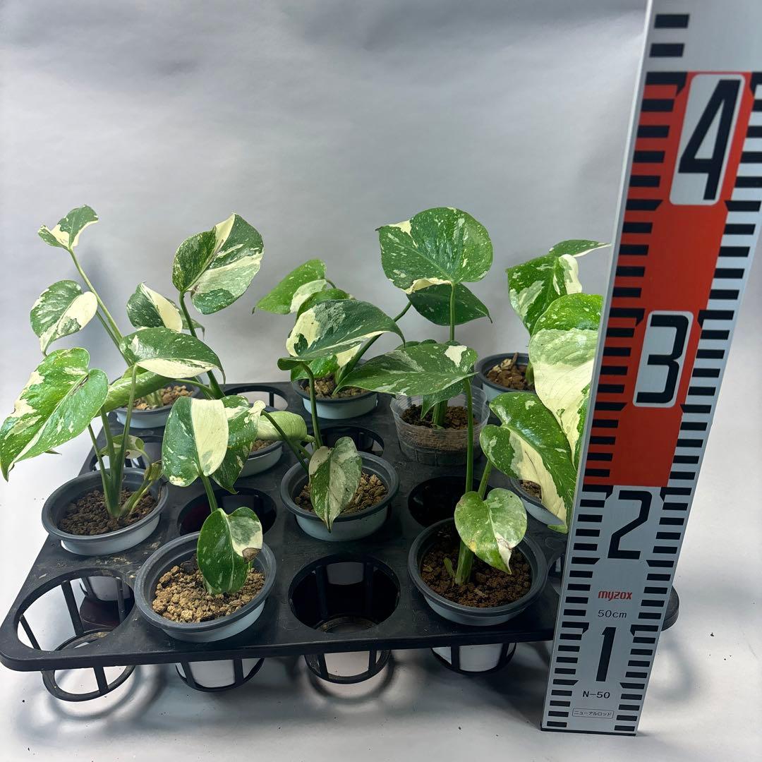 ま*8様 10株セット訳ありa16【特別選抜】モンステラ・タイコンステレーション