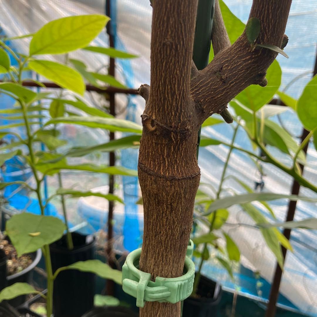 フィンガーライム　コレット　8年生