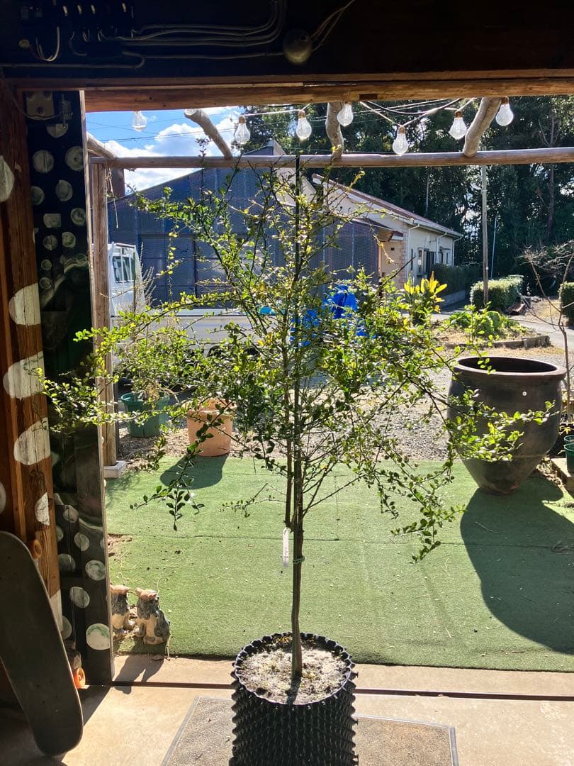 フィンガーライム　コレット　8年生