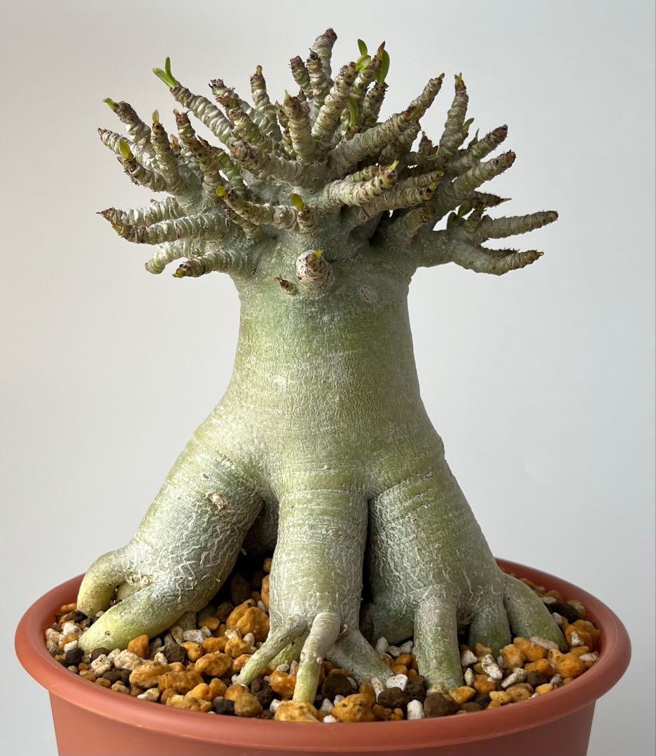 【極美タコ足/極太/塊根植物】アデニウム タイソコトラナム タコ足仕立て 鉢植え
