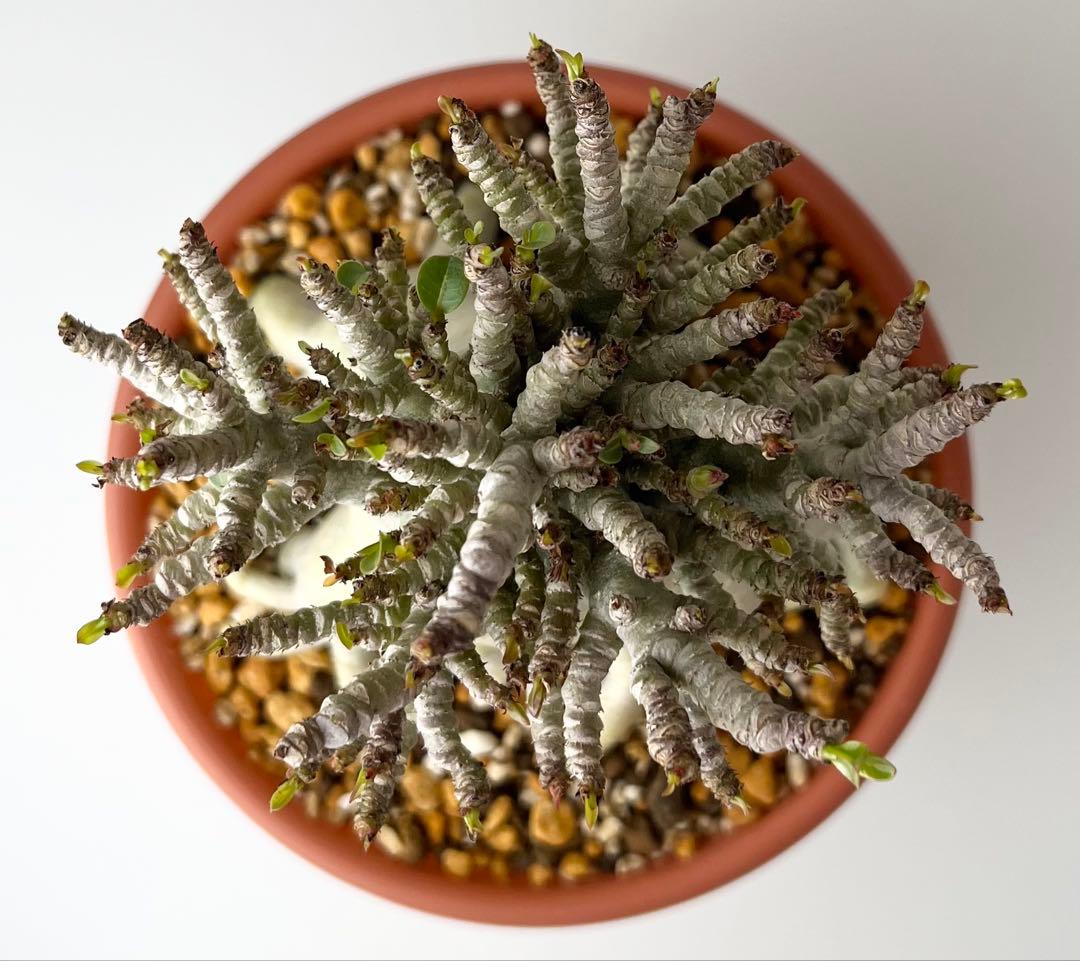 【極美タコ足/極太/塊根植物】アデニウム タイソコトラナム タコ足仕立て 鉢植え