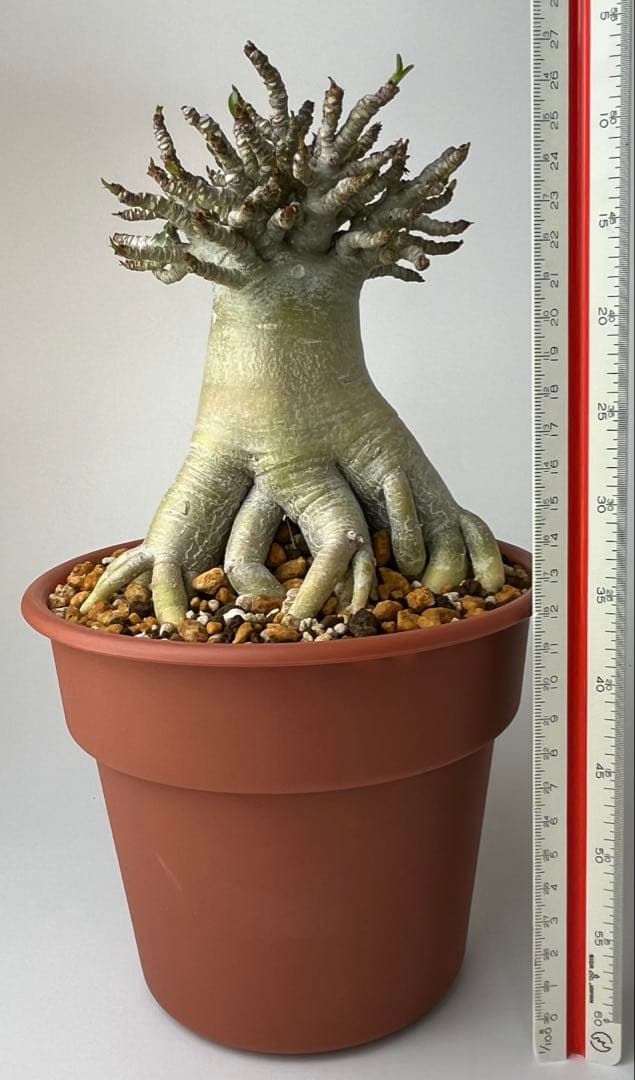 【極美タコ足/極太/塊根植物】アデニウム タイソコトラナム タコ足仕立て 鉢植え