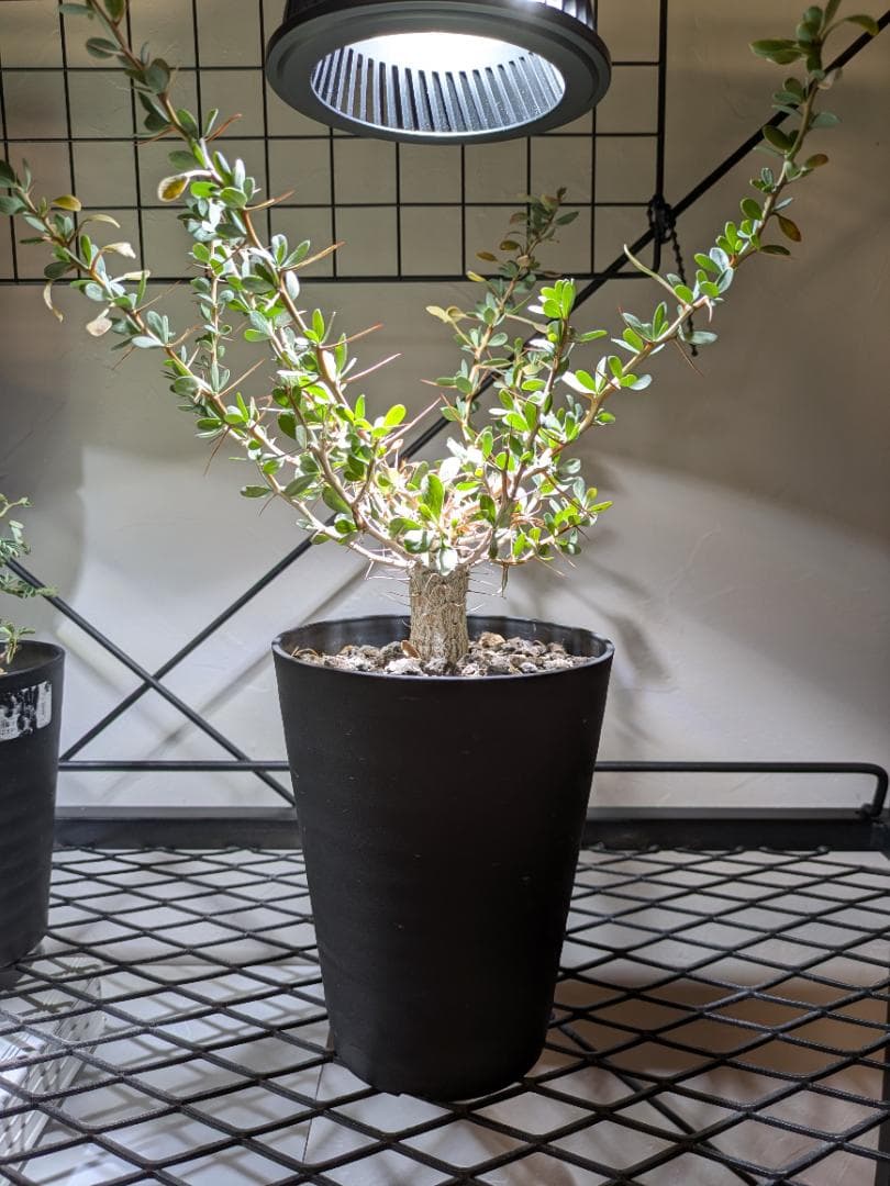 フォークイエリアコルムナリス観峰玉★プルプシーファシクラータトリステパキプス