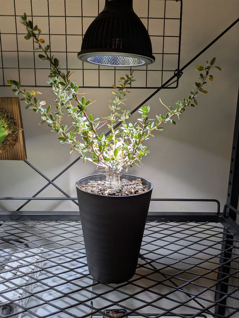 フォークイエリアコルムナリス観峰玉★プルプシーファシクラータトリステパキプス