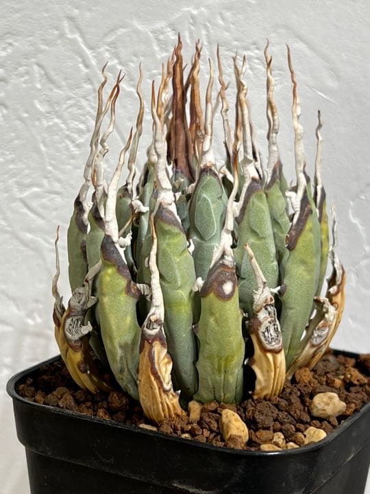 ◾️エボリスピナ 陽炎②◾️エグいうねり