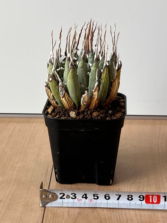 ◾️エボリスピナ 陽炎②◾️エグいうねり