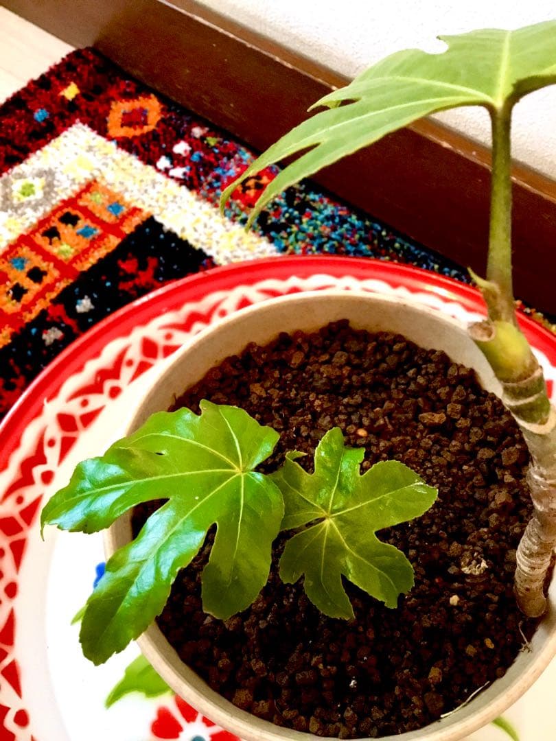 完売　　縁起木＊魔除け【ヤツデ/八つ手/天狗の団扇】天然野生育ち/2株/鉢植え