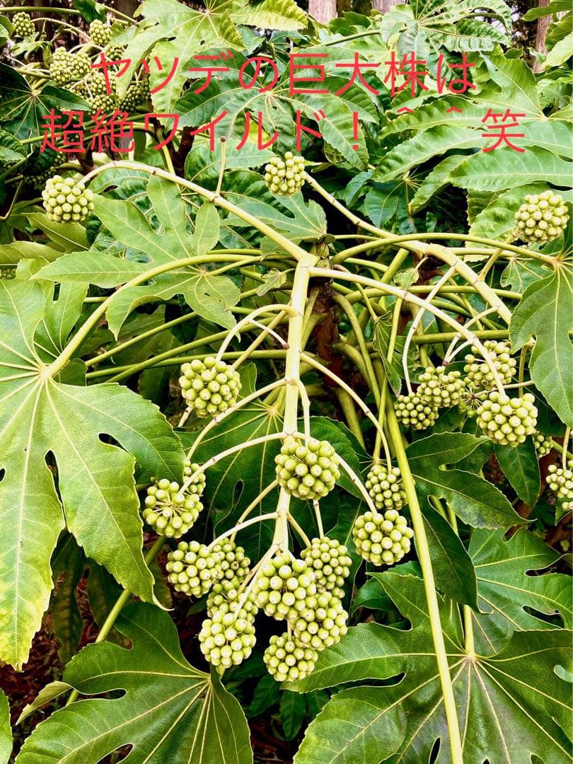 完売　　縁起木＊魔除け【ヤツデ/八つ手/天狗の団扇】天然野生育ち/2株/鉢植え