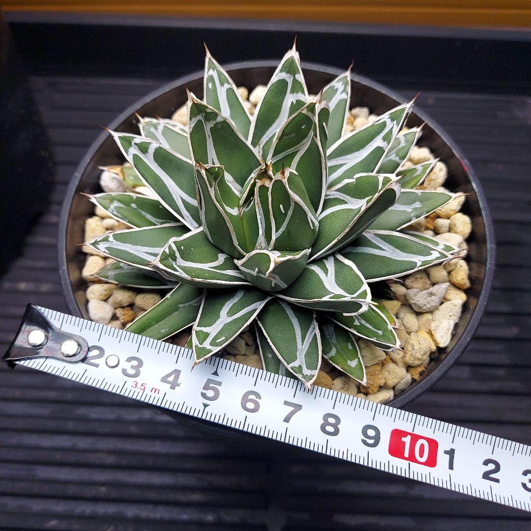 じ*む様 親株販売！！　子株付き　アガベ　姫笹の雪　特濃白ペンキ　耐寒性あり　オ