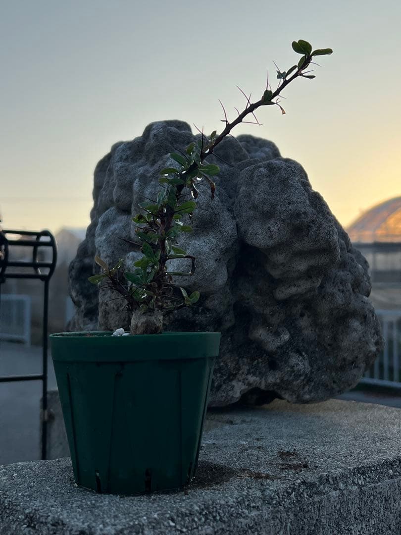 フォークイエリア　ファシクラータ　2025年産　沖縄実生株　極上樹形