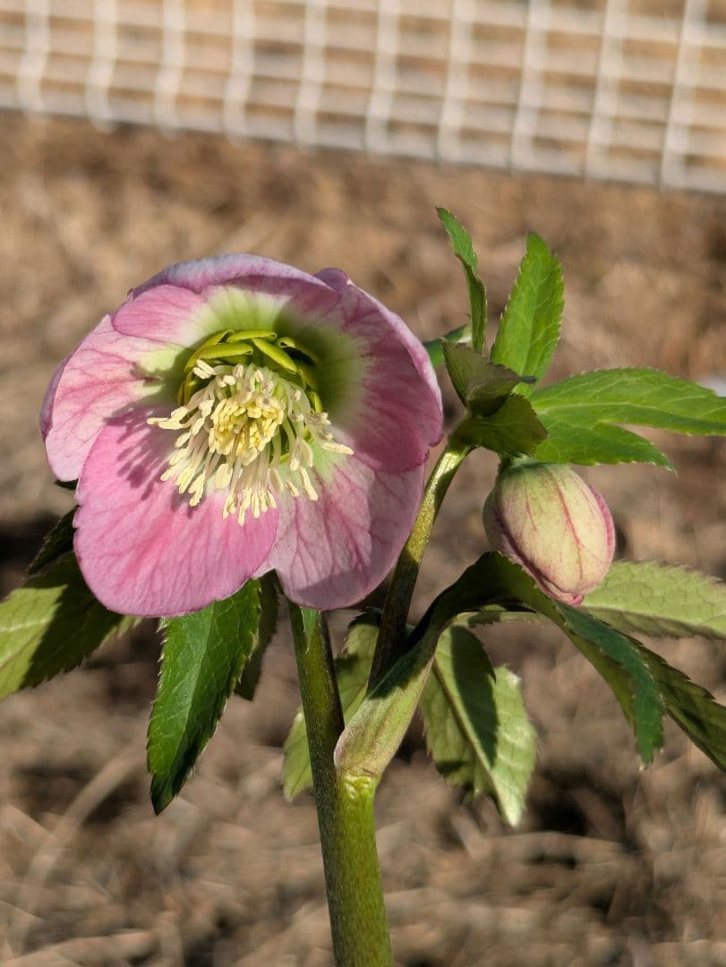 【極美・希少】WS ウィンターシンフォニー パステルピンク整形花