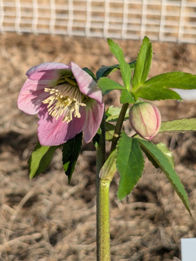 【極美・希少】WS ウィンターシンフォニー パステルピンク整形花