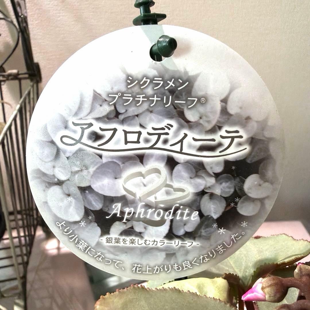 シクラメン　プラチナリーフ　アフロディーテ　赤花　ポット苗《12/2》メルカリ便