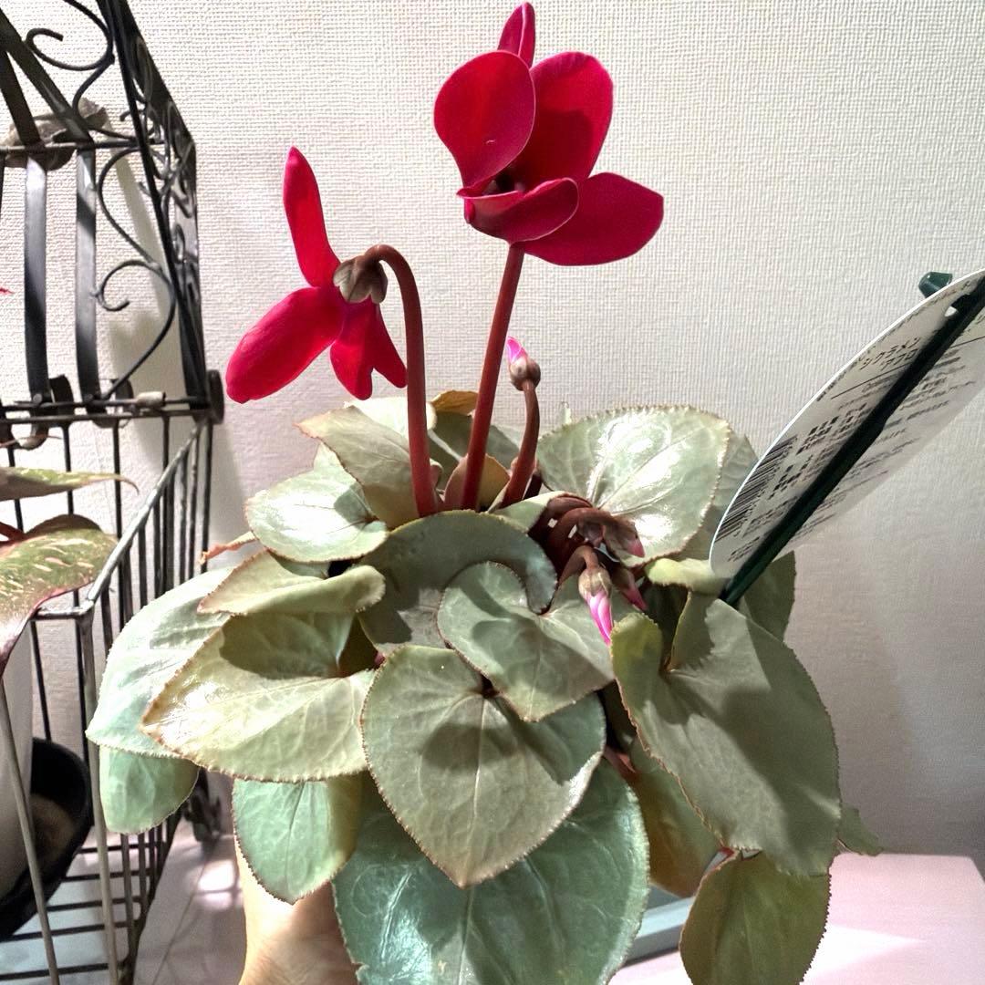 シクラメン　プラチナリーフ　アフロディーテ　赤花　ポット苗《12/2》メルカリ便