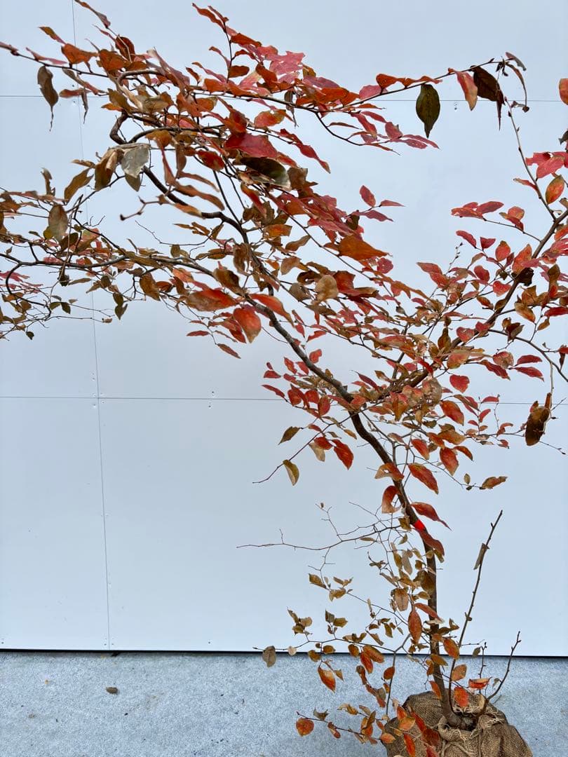 美しい紅葉 曲がり樹形 山採り ヤマコウバシ 669 樹高1.5m位 縁起担ぎ木