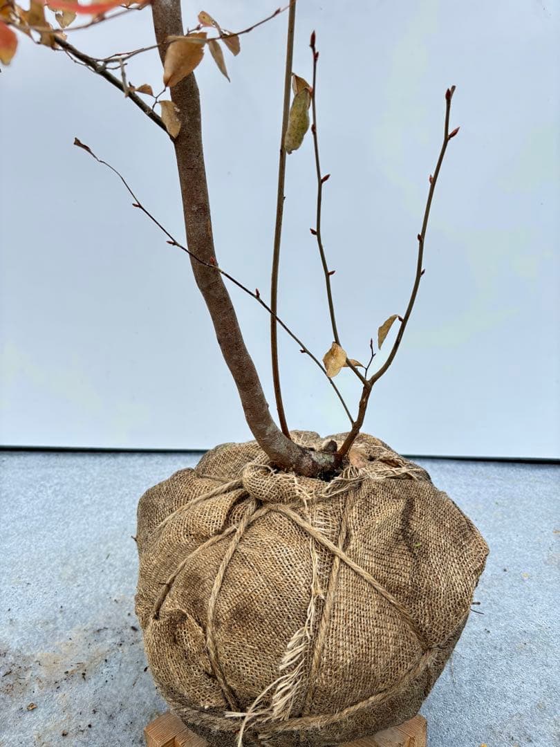 美しい紅葉 曲がり樹形 山採り ヤマコウバシ 669 樹高1.5m位 縁起担ぎ木