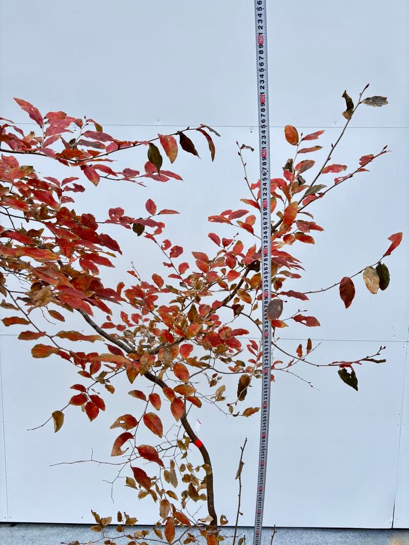 美しい紅葉 曲がり樹形 山採り ヤマコウバシ 669 樹高1.5m位 縁起担ぎ木