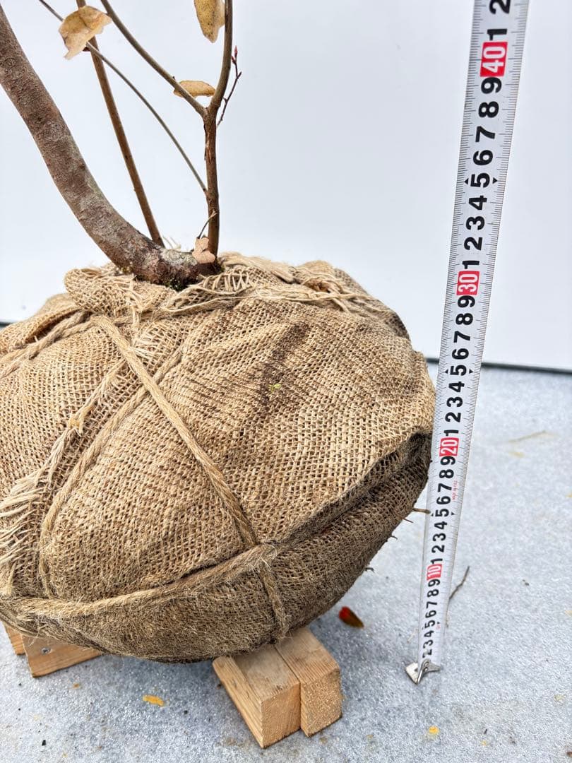 美しい紅葉 曲がり樹形 山採り ヤマコウバシ 669 樹高1.5m位 縁起担ぎ木