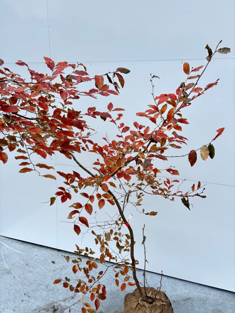美しい紅葉 曲がり樹形 山採り ヤマコウバシ 669 樹高1.5m位 縁起担ぎ木