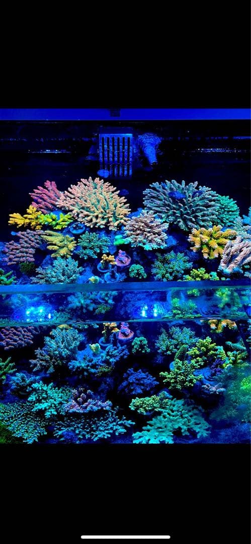 Ecotech Marine Radion XR15 3機　専用ステー