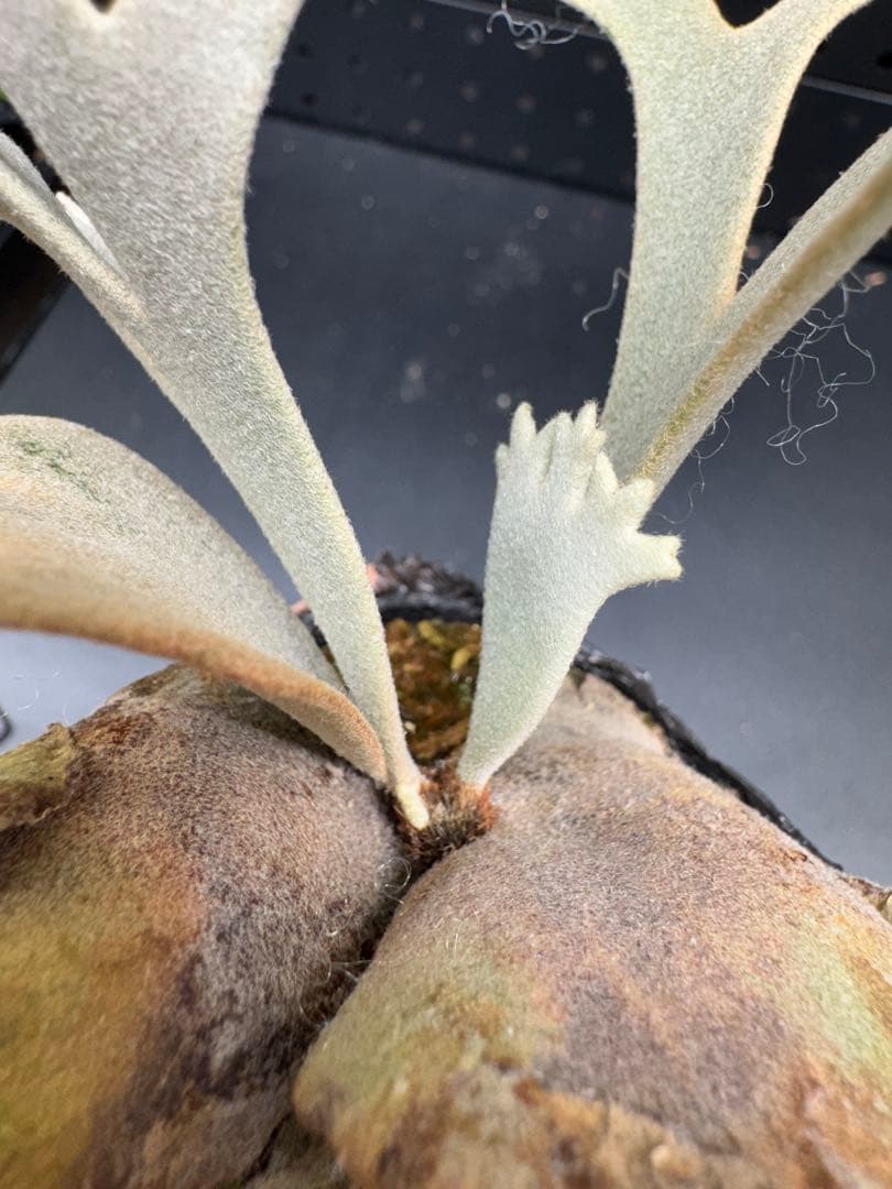 【平凡之鹿】YMDS Totoro HHRナーセリータグ付け #074