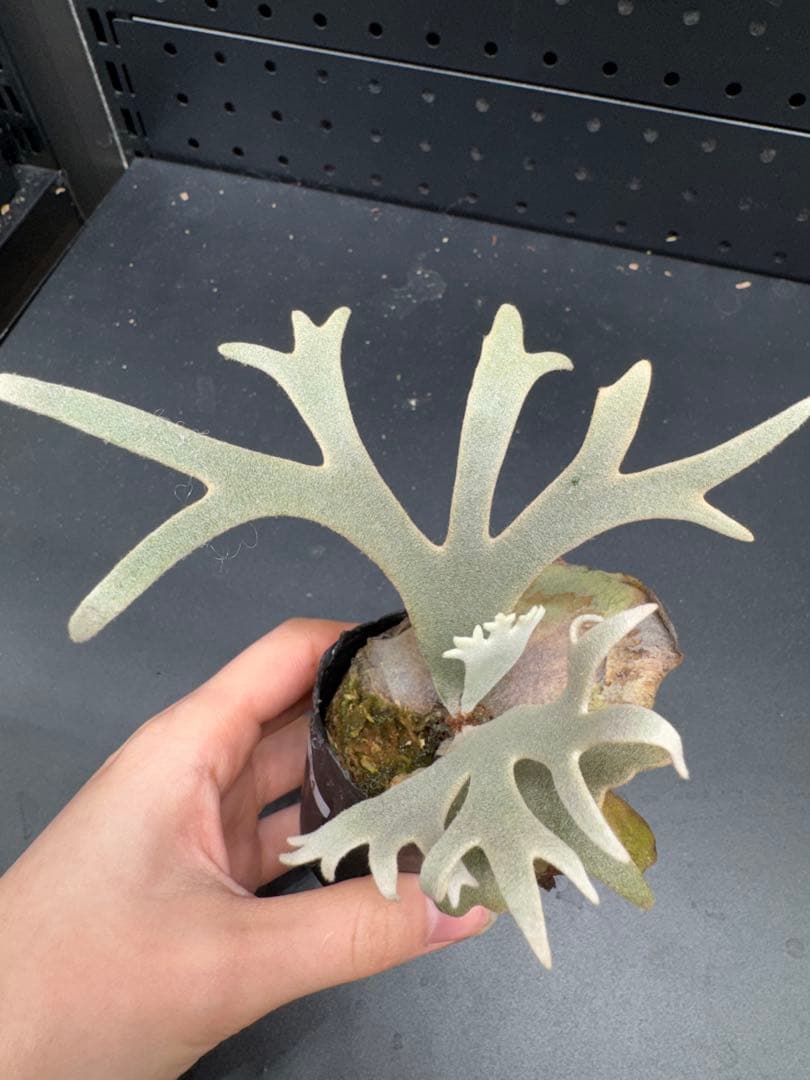 【平凡之鹿】YMDS Totoro HHRナーセリータグ付け #074