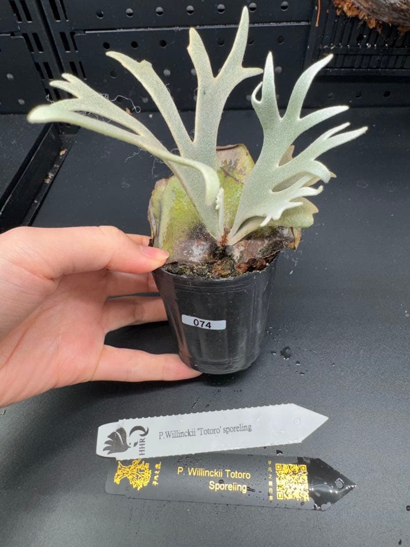 【平凡之鹿】YMDS Totoro HHRナーセリータグ付け #074