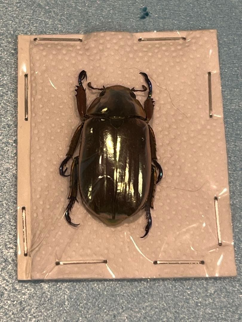 クルサルギレアプラチナコガネ！標本！163