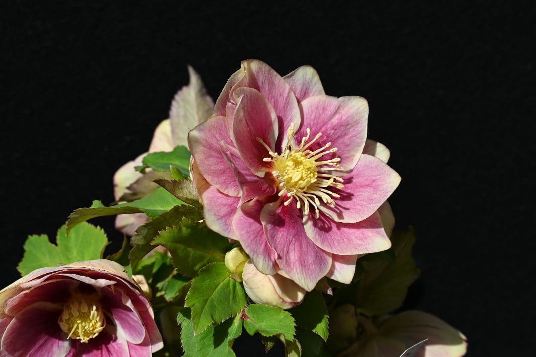 クリスマスローズ　認定プリマヴェーラゴールド　つぼみいっぱい　加藤農園