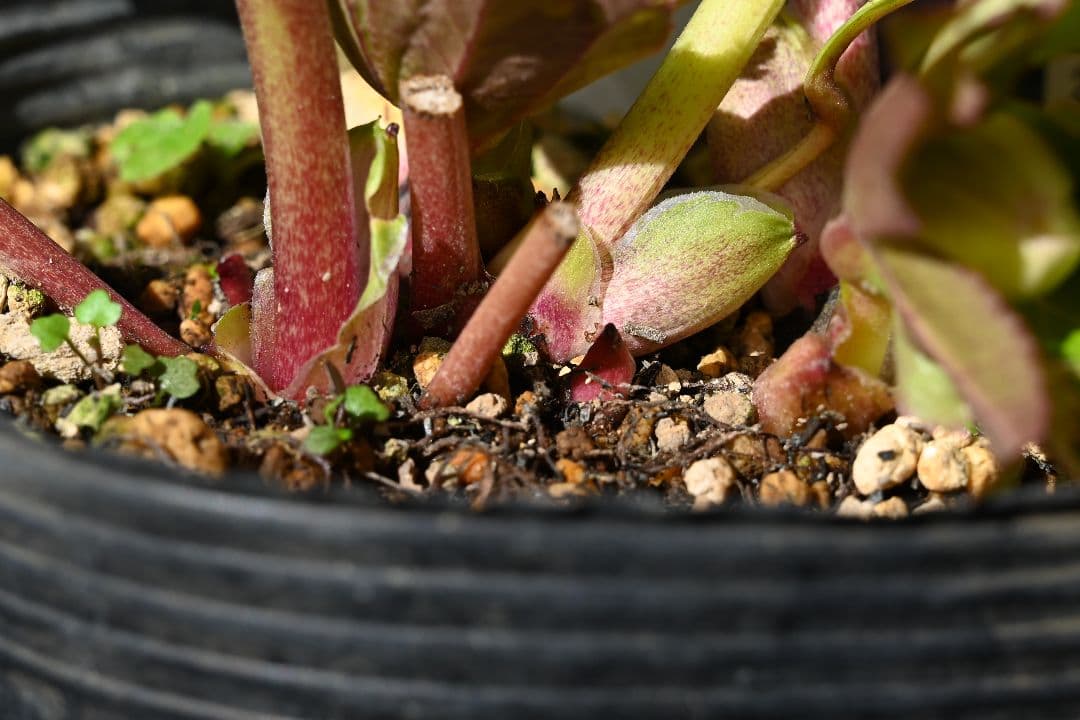 クリスマスローズ　認定プリマヴェーラゴールド　つぼみいっぱい　加藤農園