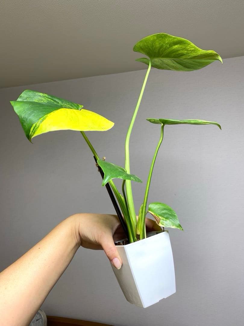 【これは本物です✨】モンステラ　イエローマリリン　黄斑　オーレア　希少　人気‼️