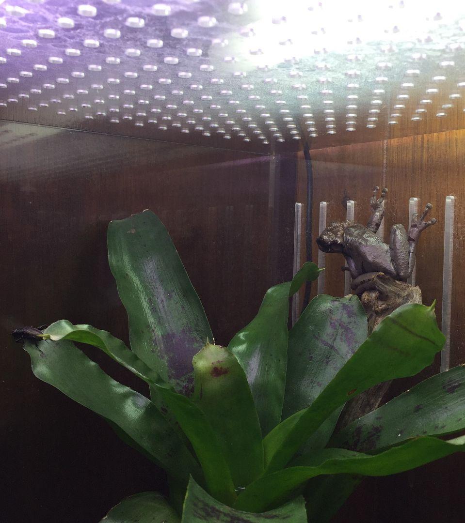 アクリル水槽　アクリルケージ